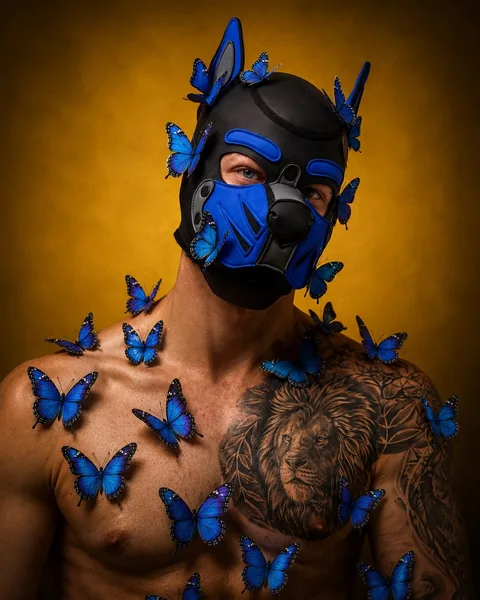 Pup Bacu with blue butterflies on hood and chest